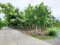 Urgent Sale! Agricultural Land with Coconut Plantation, 8+ Rai in Ban Phaeo! Great Price in Nong Nok Khai, Krathum Baen, Samut Sakhon | Green Zone | 80m Frontage × 160m Depth | Near Wat Tha Krabue | Only 3,500 THB/sq.wah