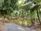ขายด่วน! ที่ดินพร้อมสวนมะพร้าวบ้านแพ้วกว่า 8 ไร่! ราคาดี ในหนองนกไข่ กระทุ่มแบน สมุทรสาคร ผังเมืองเขียวลาย หน้ากว้าง 80 เมตร ลึก 160 เมตร ใกล้วัดท่ากระบือ เพียง 3,500 บาท/ตร.ว.