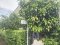 无需翻新Pruksa Ville Project Phahonyothin-Sai Mai，有家具和电器，Sai Mai Zone，Ku Khot Sukhaphiban 5，是该项目中唯一的好价格，2层联排别墅19.7平方哇100平方米的居住空间