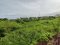Red-Zone Land for Sale, 6 Rai 24 Sq.Wah, Opposite Wat Leng Noei Yi 2, Near Central Westgate, Dual Road Frontage, Ideal for Community Mall and Mixed-Use Development