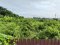 Red-Zone Land for Sale, 6 Rai 24 Sq.Wah, Opposite Wat Leng Noei Yi 2, Near Central Westgate, Dual Road Frontage, Ideal for Community Mall and Mixed-Use Development