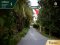 This! Great Price!! Beautiful Pomelo Orchard Land for Sale Beautiful land