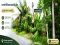 This! Great Price!! Beautiful Pomelo Orchard Land for Sale Beautiful land