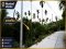 This! Great Price!! Beautiful Pomelo Orchard Land for Sale Beautiful land