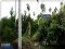 This! Great Price!! Beautiful Pomelo Orchard Land for Sale Beautiful land