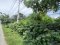 Beautiful Square-Shaped Land for Sale on Malai Man Road, 100 Sq.wah, Near Wang Khon Intersection and PTT U Thong, Suphan Buri