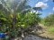 Last Chance! Land for Sale in Central Pathum Thani, Over 2 Rai, on Pathum Sai Nok Road, Priced at Appraised Value