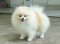 update27/7/68-ไวท์ตี้(m), แบล็คกี้(f) (อัลมอนด์+ธันเดอร์)