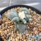 Ariocarpus maruibo x trifinger