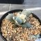 Ariocarpus maruibo x trifinger