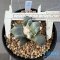 Ariocarpus maruibo x trifinger