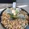 Ariocarpus maruibo x trifinger