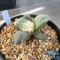 Ariocarpus maruibo x trifinger