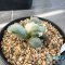 Ariocarpus maruibo x trifinger