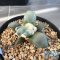 Ariocarpus maruibo x trifinger