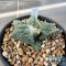 Ariocarpus cauliflower