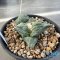 Ariocarpus cauliflower