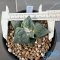 Ariocarpus cauliflower