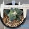 Ariocarpus cauliflower
