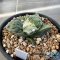 Ariocarpus cauliflower