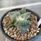 Ariocarpus cauliflower