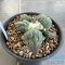 Ariocarpus cauliflower