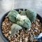 Ariocarpus cauliflower