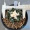 Ariocarpus fissuratus v hintonii