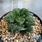 Ariocarpus Godzilla