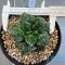 Ariocarpus Godzilla