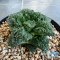 Ariocarpus Godzilla