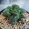 Ariocarpus Godzilla