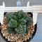 Ariocarpus Godzilla