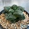 Ariocarpus Godzilla