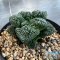 Ariocarpus Godzilla
