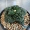 Ariocarpus Godzilla