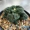Ariocarpus Godzilla