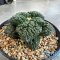 Ariocarpus Godzilla