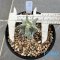 Astrophytum ornatum cv kikko