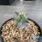 Astrophytum ornatum cv kikko