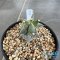 Astrophytum ornatum cv kikko