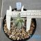 Astrophytum ornatum cv kikko