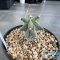 Astrophytum ornatum cv kikko