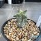 Astrophytum ornatum cv kikko