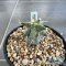 Astrophytum ornatum cv kikko