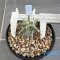Astrophytum ornatum cv kikko