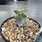 Astrophytum ornatum cv kikko