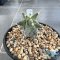 Astrophytum ornatum cv kikko