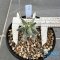 Astrophytum ornatum cv kikko
