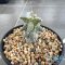 Astrophytum ornatum cv kikko